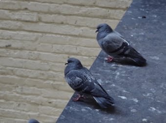 Pigeons 2 regulation de pigeons , tir pigeons , piegeons seine maritime, pigeons seine-maritime, dépigeonnage