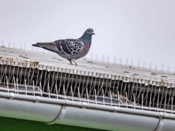 Pigeons 2 regulation de pigeons , tir pigeons , piegeons seine maritime, pigeons seine maritime, dépigeonnage