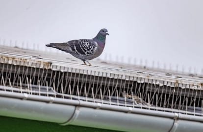Pigeons 2 regulation de pigeons , tir pigeons , piegeons seine maritime, pigeons seine-maritime, dépigeonnage