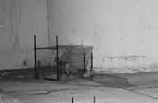 Capture de renard Seine Maritime, trappeur agréé 76, renard , piégeur professionnel renard, piégeage professionnel Seine Maritime Trappeur professionnel 76