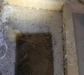 Fourmis Dieppe 76, traitement fourmis Seine Maritime, exterminateur fourmis Dieppe, invasion fourmis maison, désinsectisation 76, entreprise anti nuisibles Dieppe