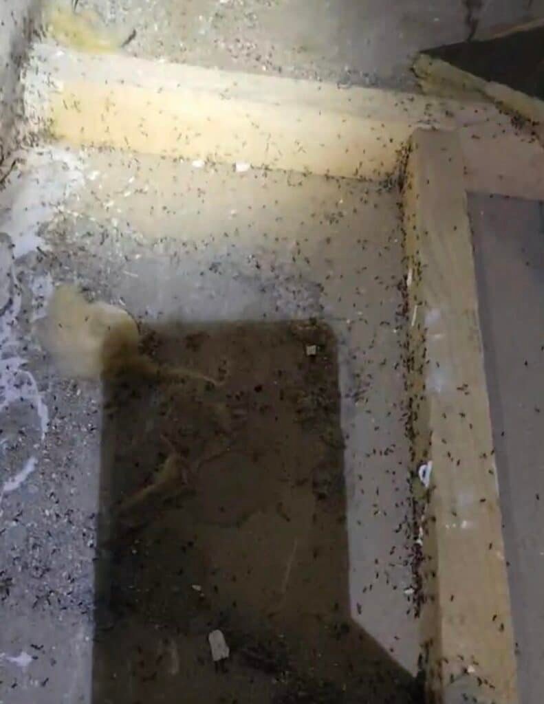 fourmis Dieppe 76, traitement fourmis Seine-Maritime, exterminateur fourmis Dieppe, invasion fourmis maison, désinsectisation 76, entreprise anti nuisibles Dieppe