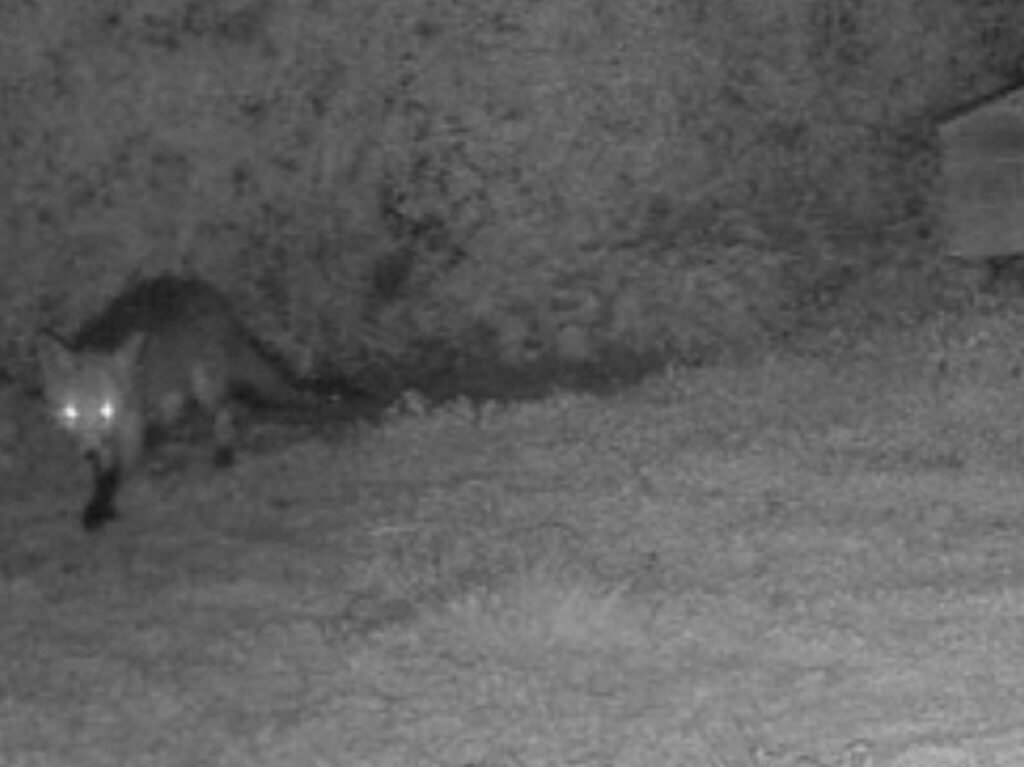 piégeage renard Dieppe, trappeur renard, piégeur agréé ranard