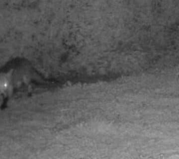 Piégeage renard Dieppe, trappeur renard, piégeur agréé ranard