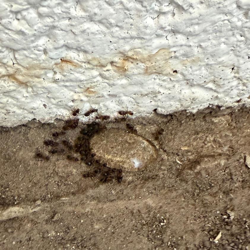 Des centaines de fourmis visibles dans l’habitation : infestation en cours. 👉 Intervention rapide et traitement professionnel réalisés par Destruct’ Insectes à Dieppe. fourmis, désinsectisation fourmis, traitement anti fourmis, invasion fourmis, fourmis Dieppe, désinsectisation Dieppe, anti nuisibles 76, Destruct’ Insectes, élimination fourmis, traitement nuisibles