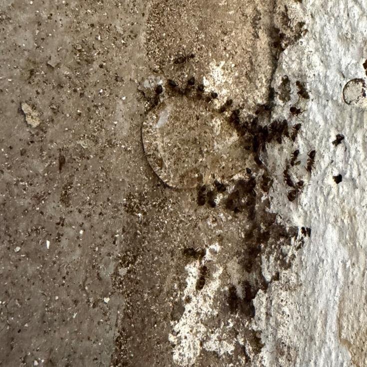 Des centaines de fourmis visibles dans l’habitation : infestation en cours. 👉 Intervention rapide et traitement professionnel réalisés par Destruct’ Insectes à Dieppe. fourmis, désinsectisation fourmis, traitement anti fourmis, invasion fourmis, fourmis Dieppe, désinsectisation Dieppe, anti nuisibles 76, Destruct’ Insectes, élimination fourmis, traitement nuisibles
