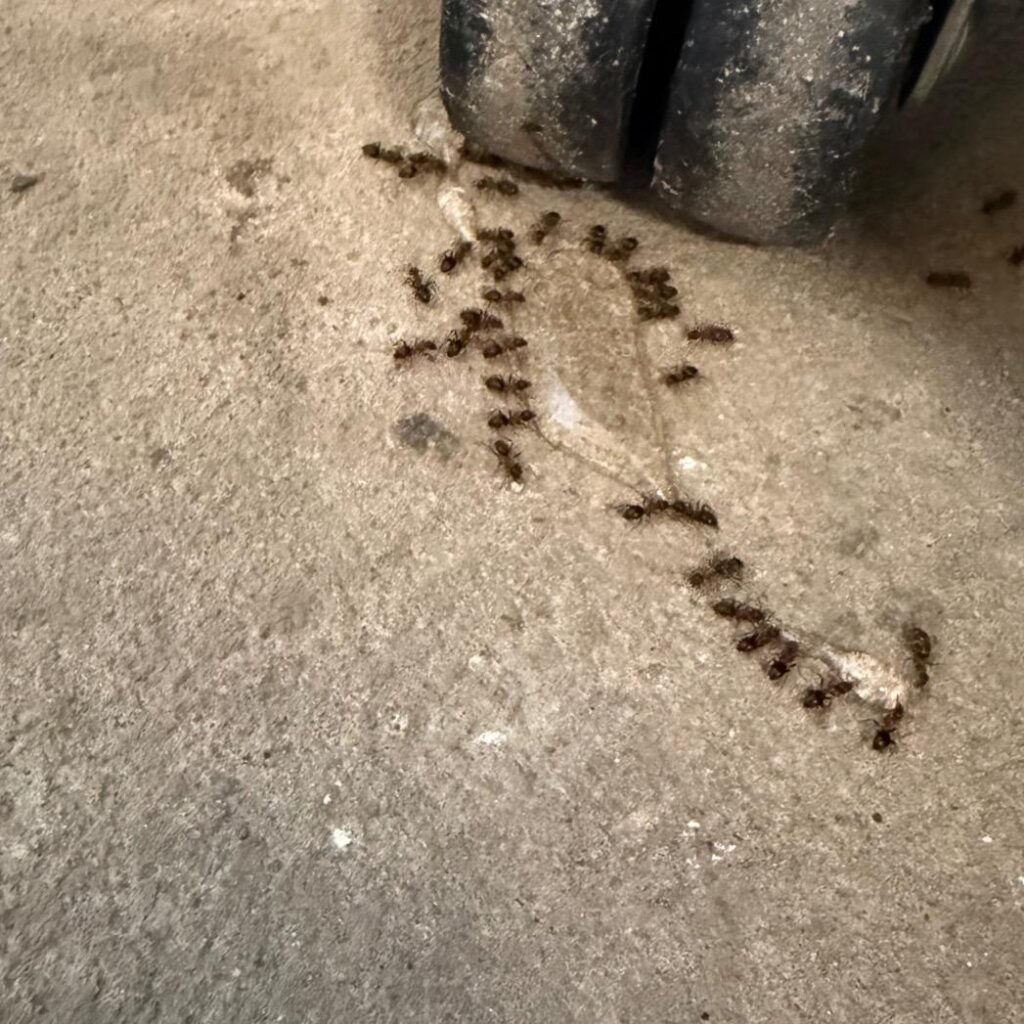 Des centaines de fourmis visibles dans l’habitation : infestation en cours. 👉 Intervention rapide et traitement professionnel réalisés par Destruct’ Insectes à Dieppe. fourmis, désinsectisation fourmis, traitement anti fourmis, invasion fourmis, fourmis Dieppe, désinsectisation Dieppe, anti nuisibles 76, Destruct’ Insectes, élimination fourmis, traitement nuisibles