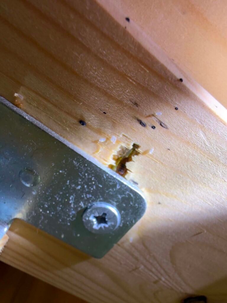 punaises de lit, punaises de lit Dieppe, traitement punaises de lit, désinsectisation Dieppe, infestation punaises de lit, logement locatif, anti nuisibles 76, Destruct’ Insectes, extermination punaises de lit, traitement professionnel