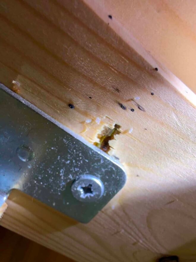 Punaises de lit, punaises de lit Dieppe, traitement punaises de lit, désinsectisation Dieppe, infestation punaises de lit, logement locatif, anti nuisibles 76, Destruct’ Insectes, extermination punaises de lit, traitement professionnel