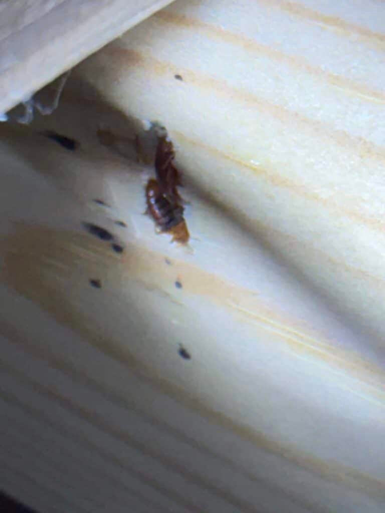 punaises de lit, punaises de lit Dieppe, traitement punaises de lit, désinsectisation Dieppe, infestation punaises de lit, logement locatif, anti nuisibles 76, Destruct’ Insectes, extermination punaises de lit, traitement professionnel