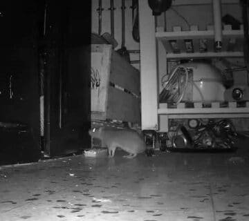 Rat aperçu dans une cuisine lors d’une urgence dératisation à Saint Valery en Caux