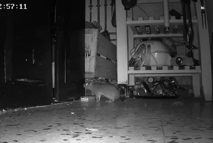 Rat aperçu dans une cuisine lors d’une urgence dératisation à Saint-Valery-en-Caux