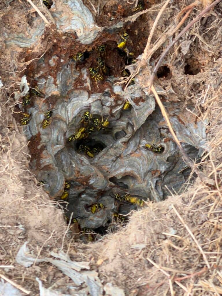 Offranville Nid de guêpes enterré dans un jardin nécessitant une intervention de destruction à Offranville en Seine-Maritime (76).