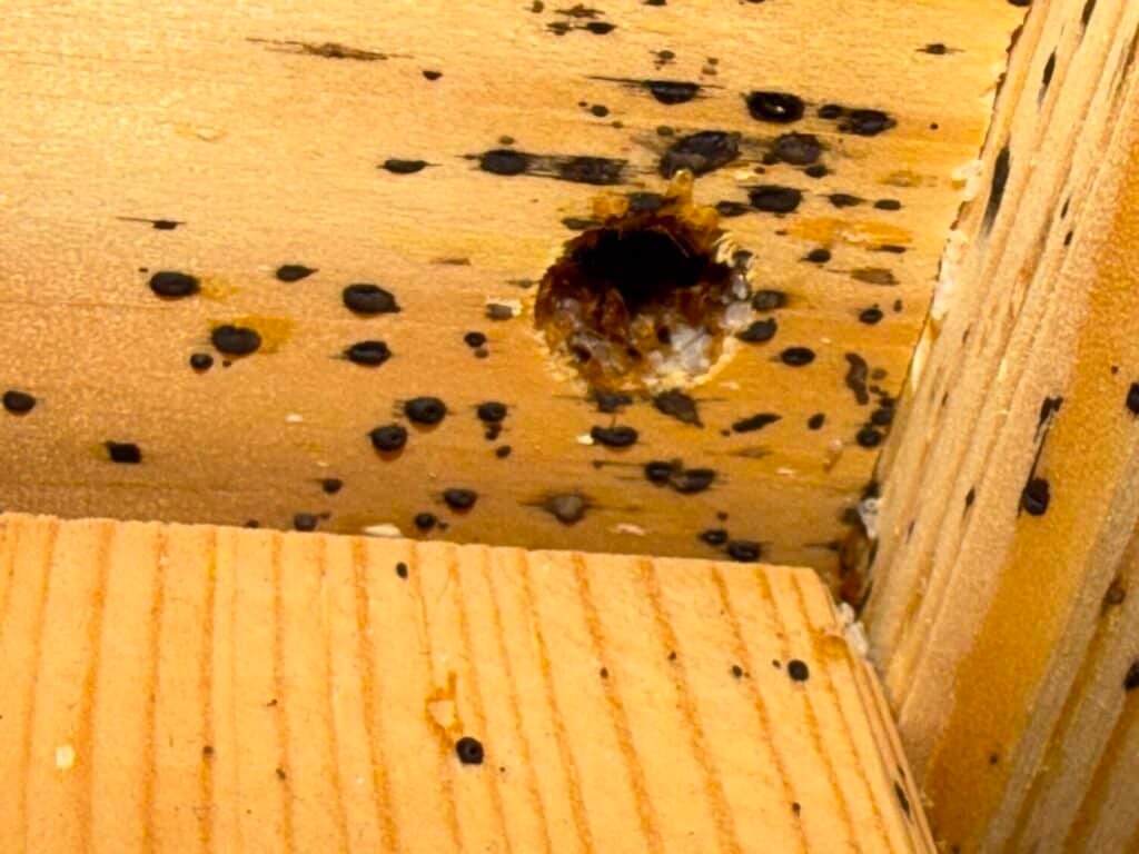 Destruct' Insectes traitant punaises de lit Pavilly (76 en seine maritime )