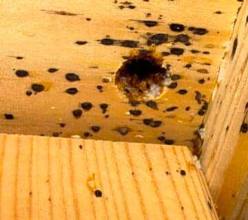 Destruct' Insectes traitant punaises de lit Pavilly (76 en seine maritime )