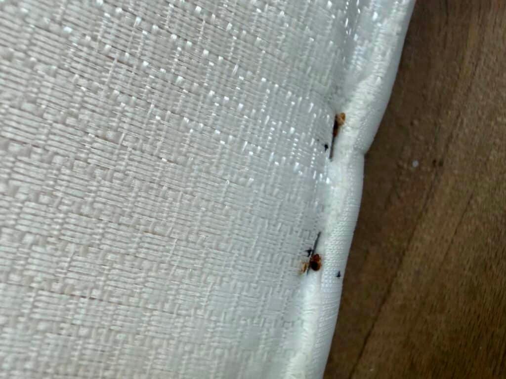 Inspection détaillée d'une infestation de punaises de lit dans un hôtel de Seine-Maritime