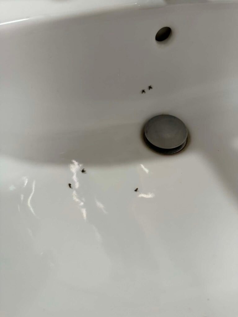 yvetot moucherons Intervention contre des moucherons sortant des siphons des sanitaires d'une agence de bureaux à Yvetot en Seine-Maritime (76).