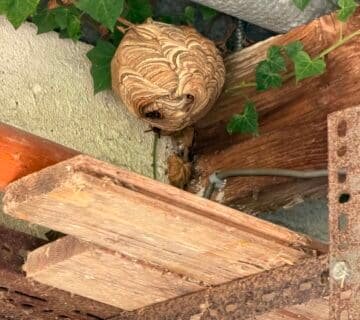 Destruction d'un nid de frelons asiatiques dans un garage à Luneray en Seine Maritime