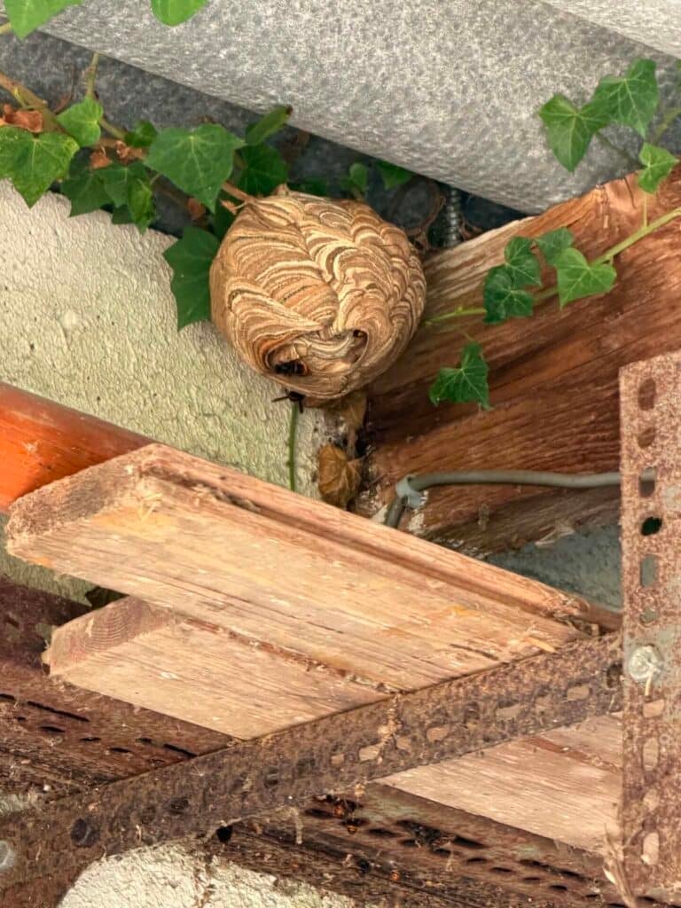 Destruction d'un nid de frelons asiatiques dans un garage à Luneray en Seine-Maritime