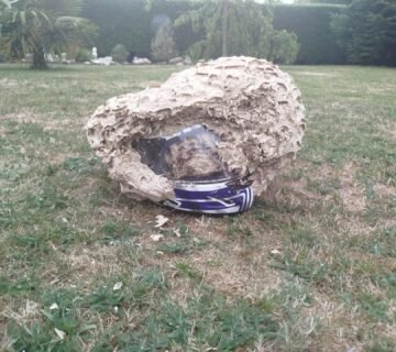 Nid de guêpes découvert à l'intérieur d'un casque de moto lors d'une intervention à Varengeville sur Mer en Seine Maritime (76)