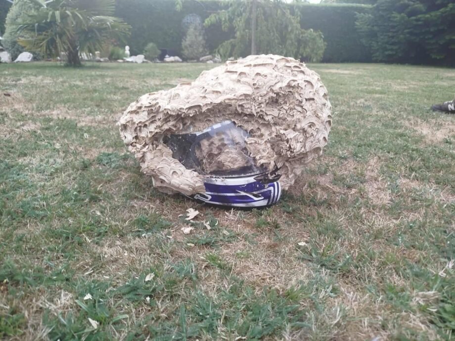 Nid de guêpes découvert à l'intérieur d'un casque de moto lors d'une intervention à Varengeville-sur-Mer en Seine-Maritime (76).