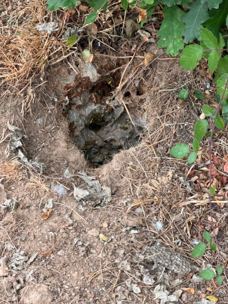 Nid de guêpes enterré dans un jardin nécessitant une intervention de destruction à Offranville en Seine-Maritime (76).