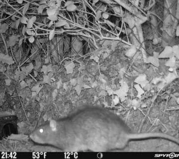 Rat filmé de nuit au pied d'un poste d'appâtage lors d'une dératisation près de Dieppe