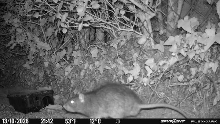 Rat filmé de nuit au pied d'un poste d'appâtage lors d'une dératisation près de Dieppe