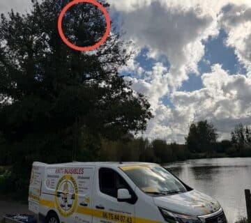 Nid de frelons asiatiques dans un arbre à 10 mètres de hauteur à Arques la Bataille