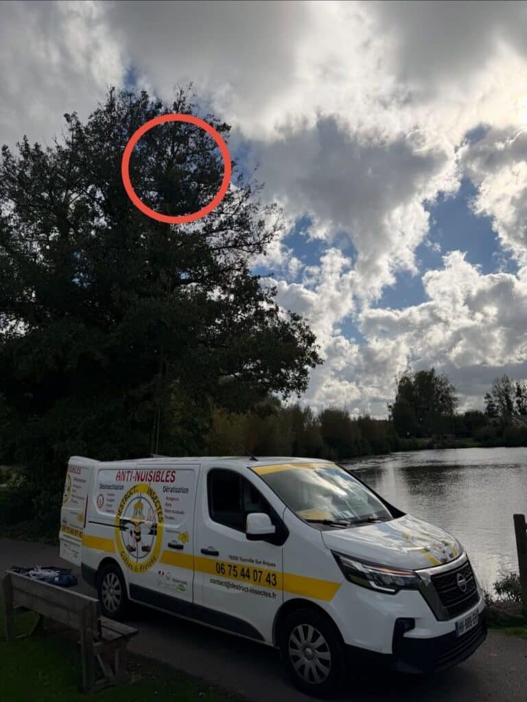 Nid de frelons asiatiques dans un arbre à 10 mètres de hauteur à Arques-la-Bataille