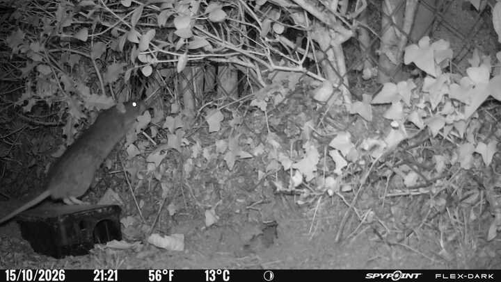Rat dressé sur un poste d'appâtage, filmé par caméra infrarouge en Seine-Maritime