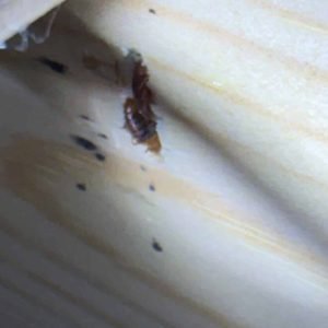 punaises de lit, punaises de lit Dieppe, traitement punaises de lit, désinsectisation Dieppe, infestation punaises de lit, logement locatif, anti nuisibles 76, Destruct’ Insectes, extermination punaises de lit, traitement professionnel