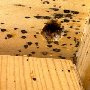 intervention punaises de lit airbnb pavilly destruct insectes.jpg Destruct' Insectes traitant punaises de lit Pavilly (76 en seine maritime )